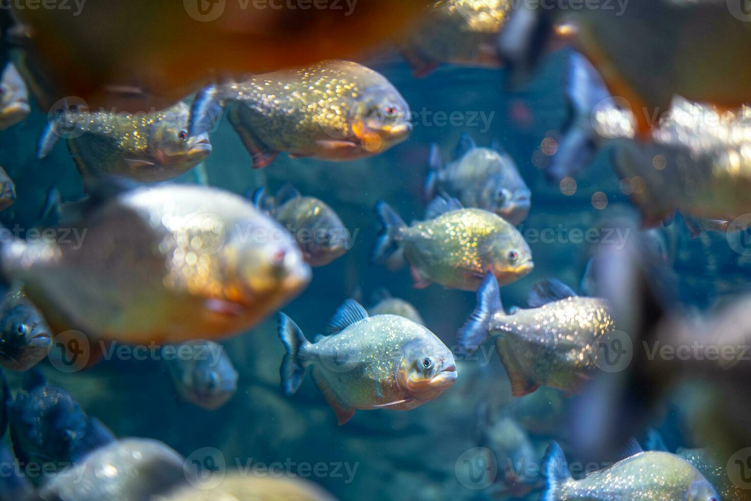 dal ventre rosso piranha pygocentrus nattereri subacqueo foto