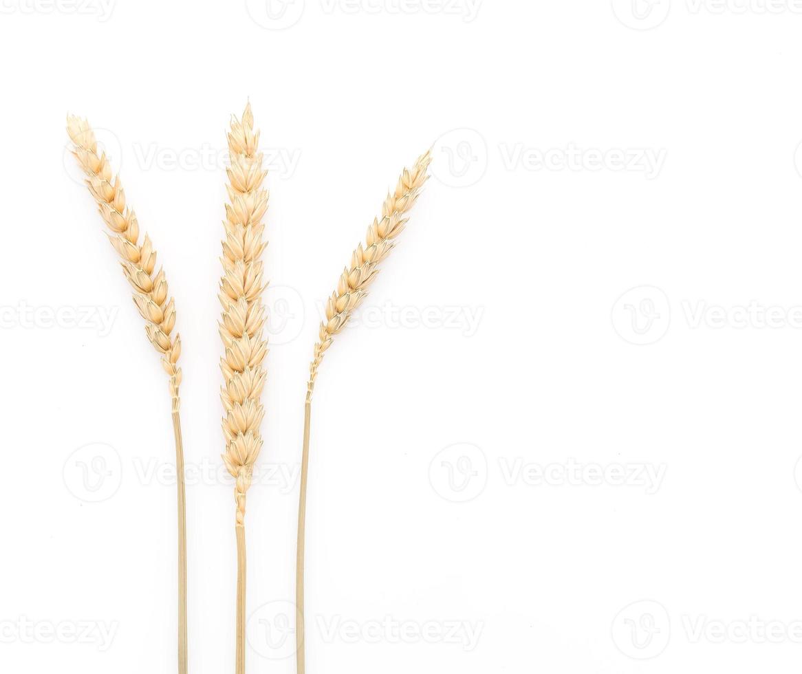 fiori secchi di malto su sfondo bianco foto