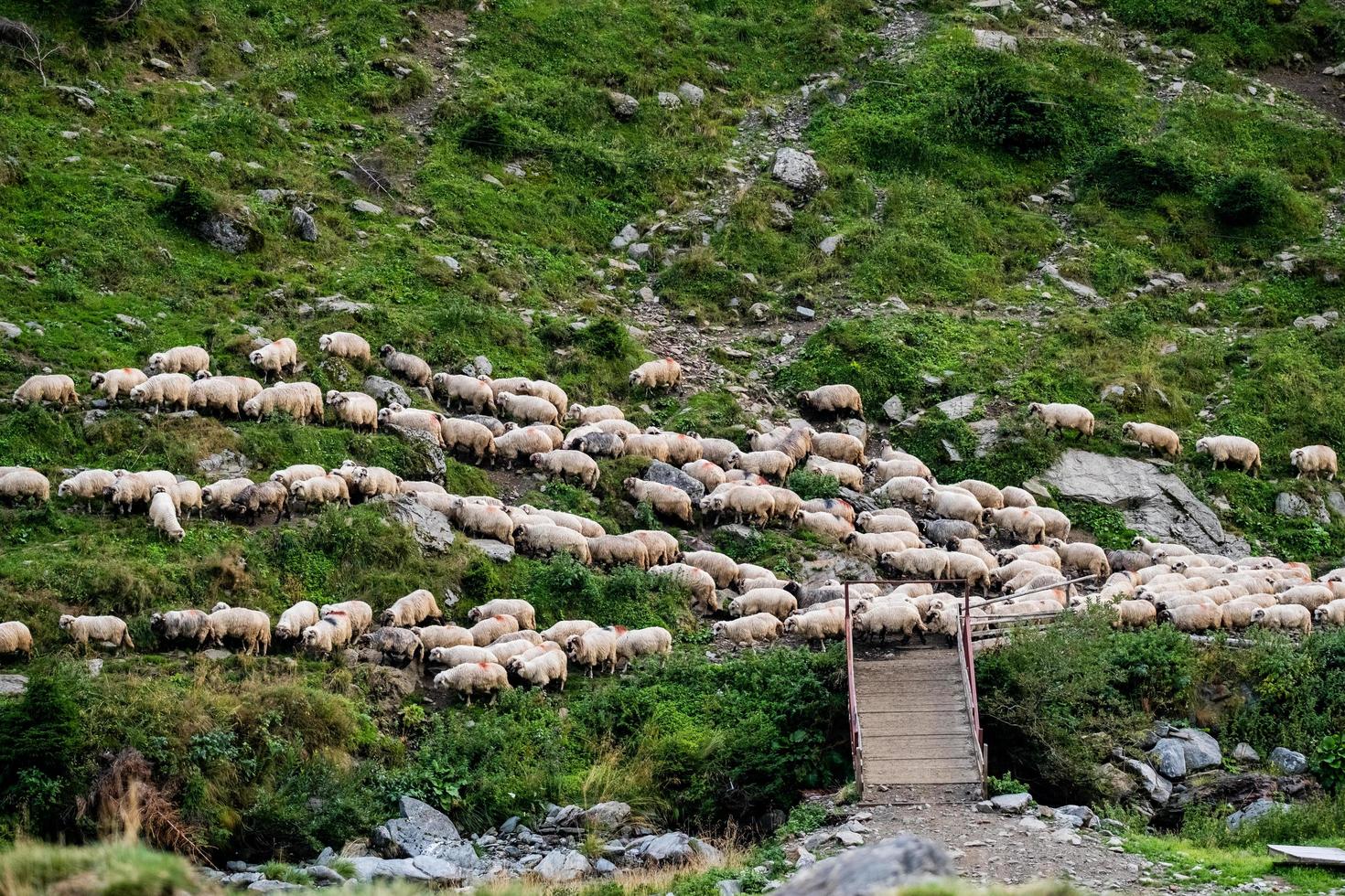 pecore al pascolo foto