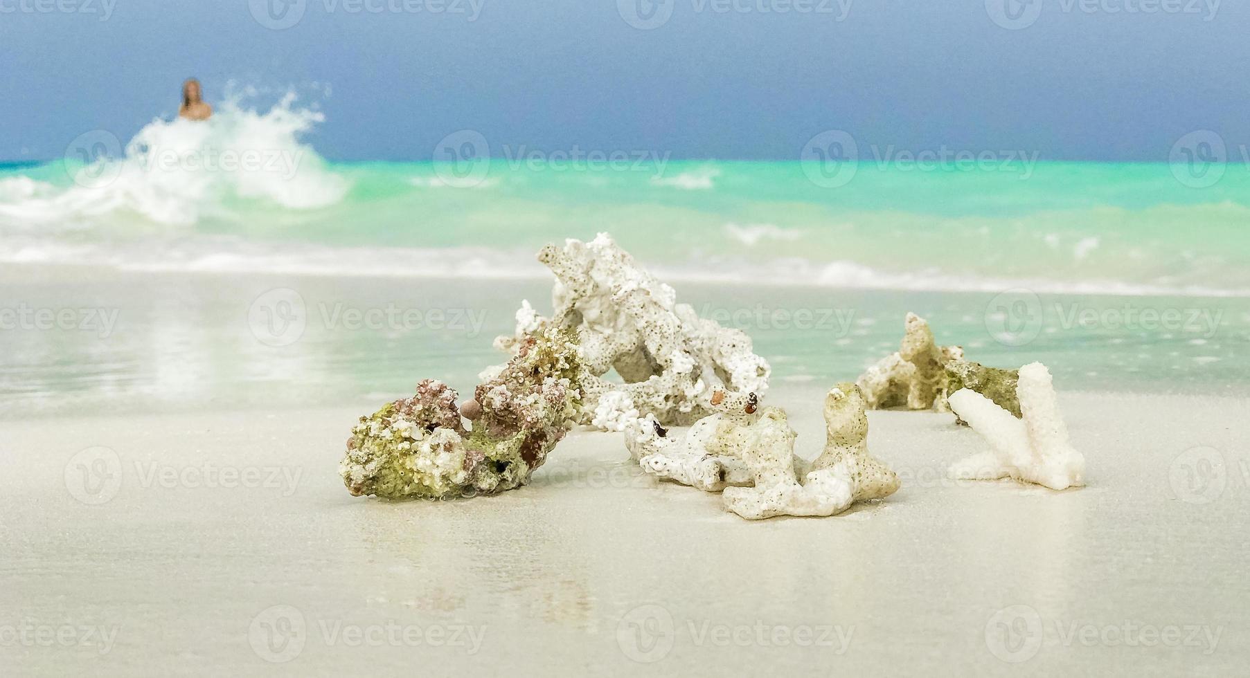 coralli e conchiglie di sabbia bianca della spiaggia sull'atollo di Rasdhoo alle Maldive. foto