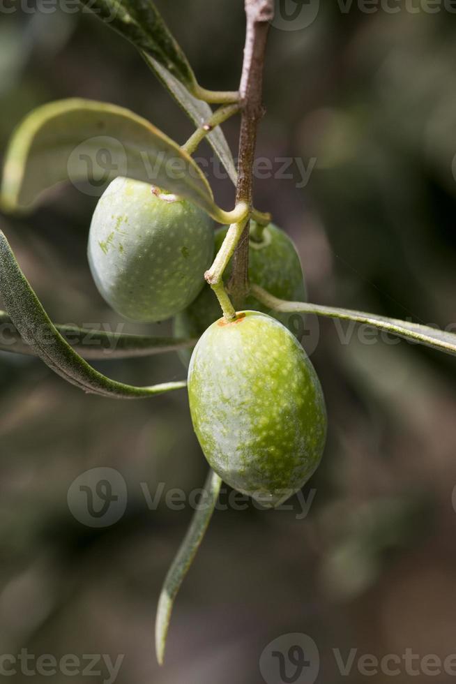 olive verdi con rami di ulivo foto