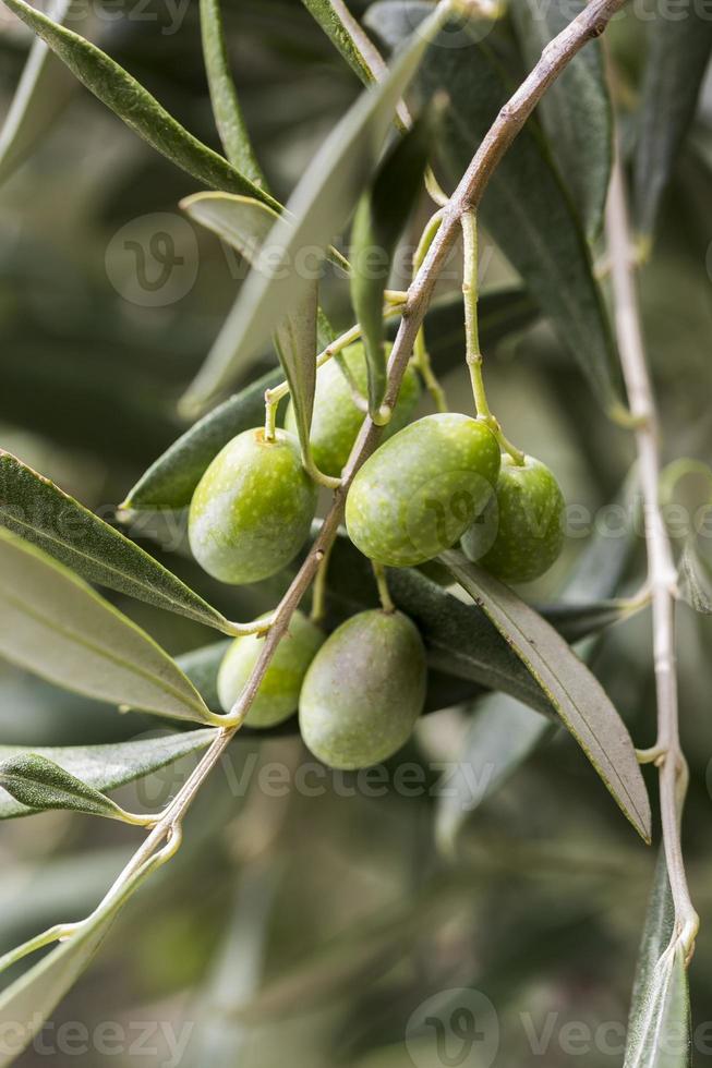 foglie di olivo con olive taggiasche foto