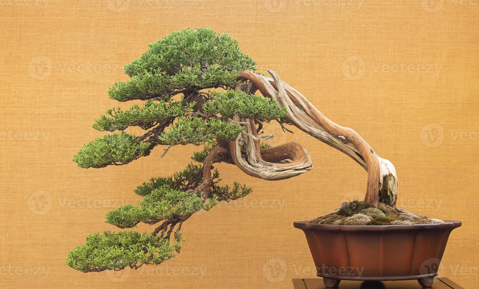 albero dei bonsai su sfondo giallo foto