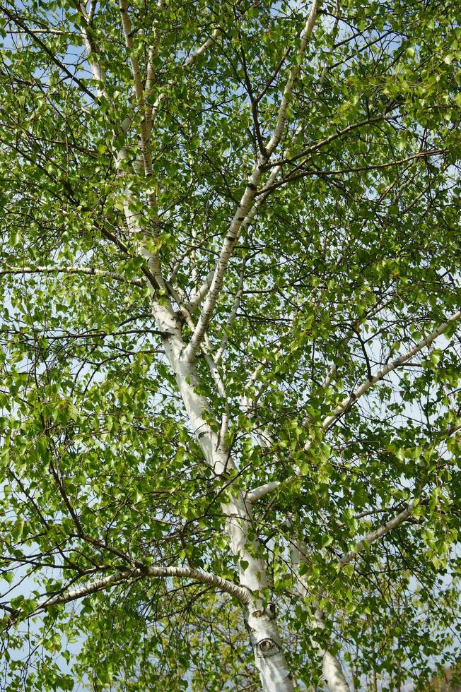 un' Visualizza di un' betulla albero con le foglie foto