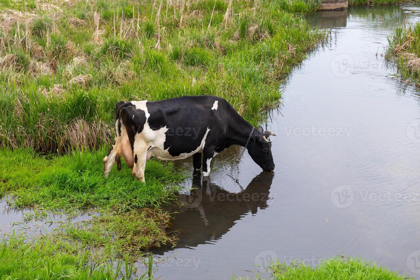 un' bianco e nero mucca bevande acqua a partire dal il fiume foto