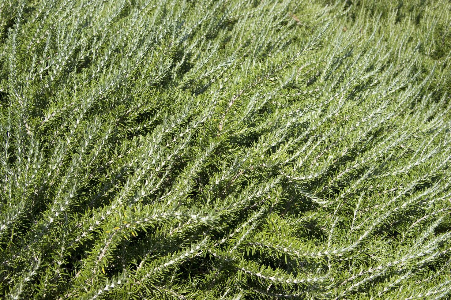 un' cespuglio con molti verde le foglie foto