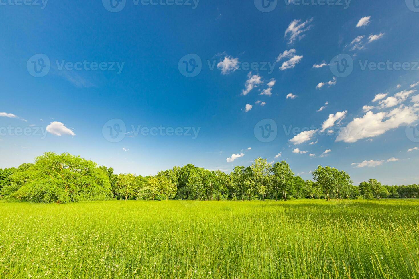 campo con fresco verde erba prato e blu cielo. estate fiore prato nel il montagne, turismo, avventura. bellissimo natura Visualizza tranquillo, calmo paesaggio. fresco verde floreale naturale scenario foto