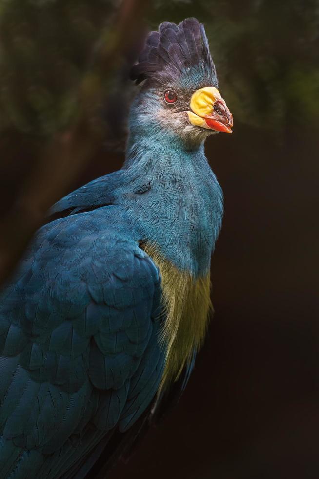 grande turaco blu foto