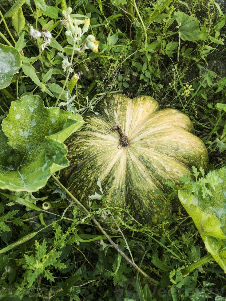 zucca verde bio foto