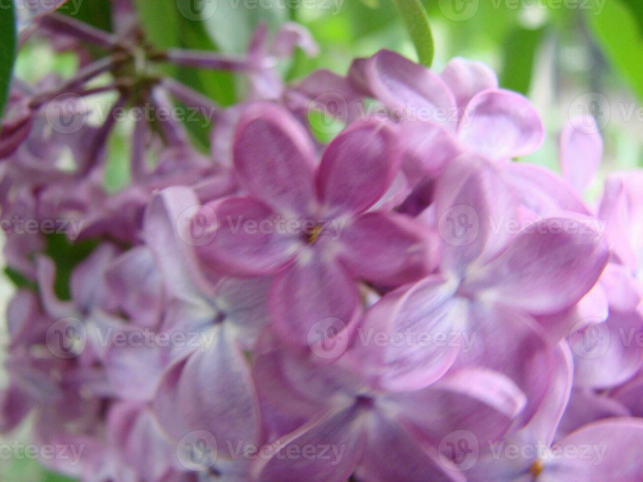 ramo di viola lilla fiori syringa volgare. foto