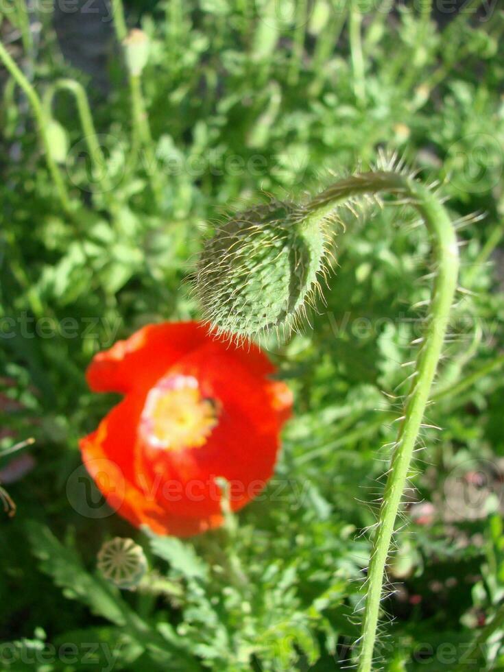 rosso papavero fiori con un' ape e Grano i campi su il sfondo. foto