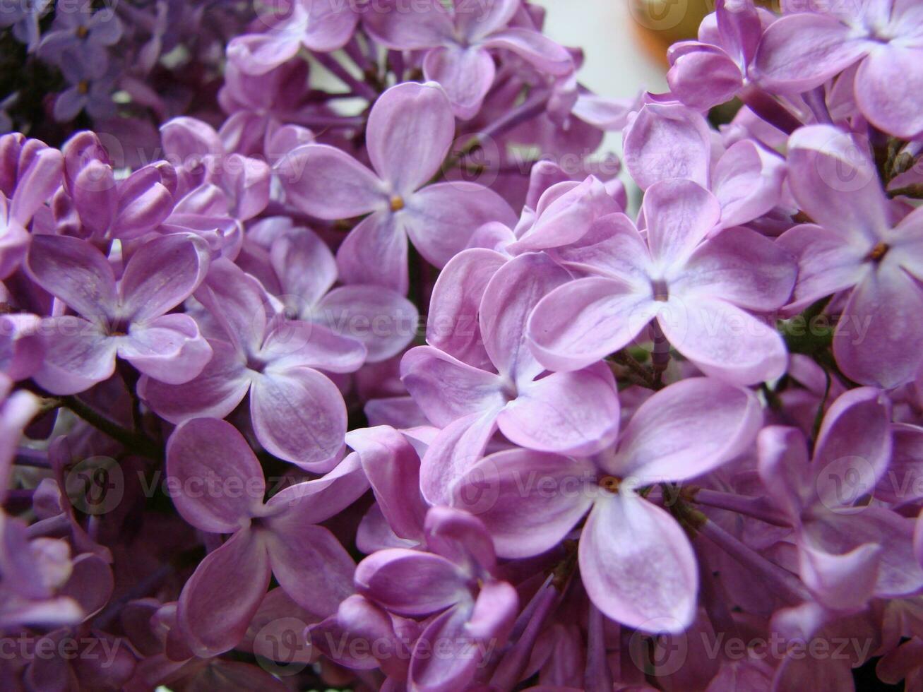 ramo di viola lilla fiori syringa volgare. foto