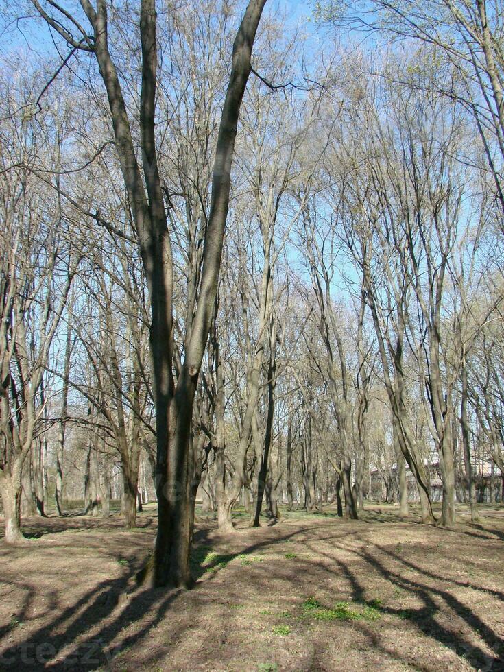 presto primavera spara con minuscolo le foglie su sfocato foresta leggero lilla sfondo foto