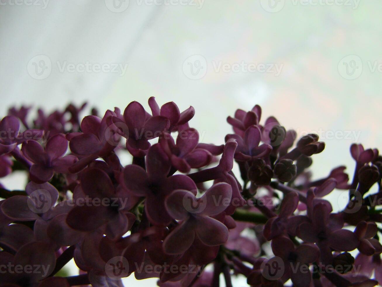 ramo di viola lilla fiori syringa volgare. foto