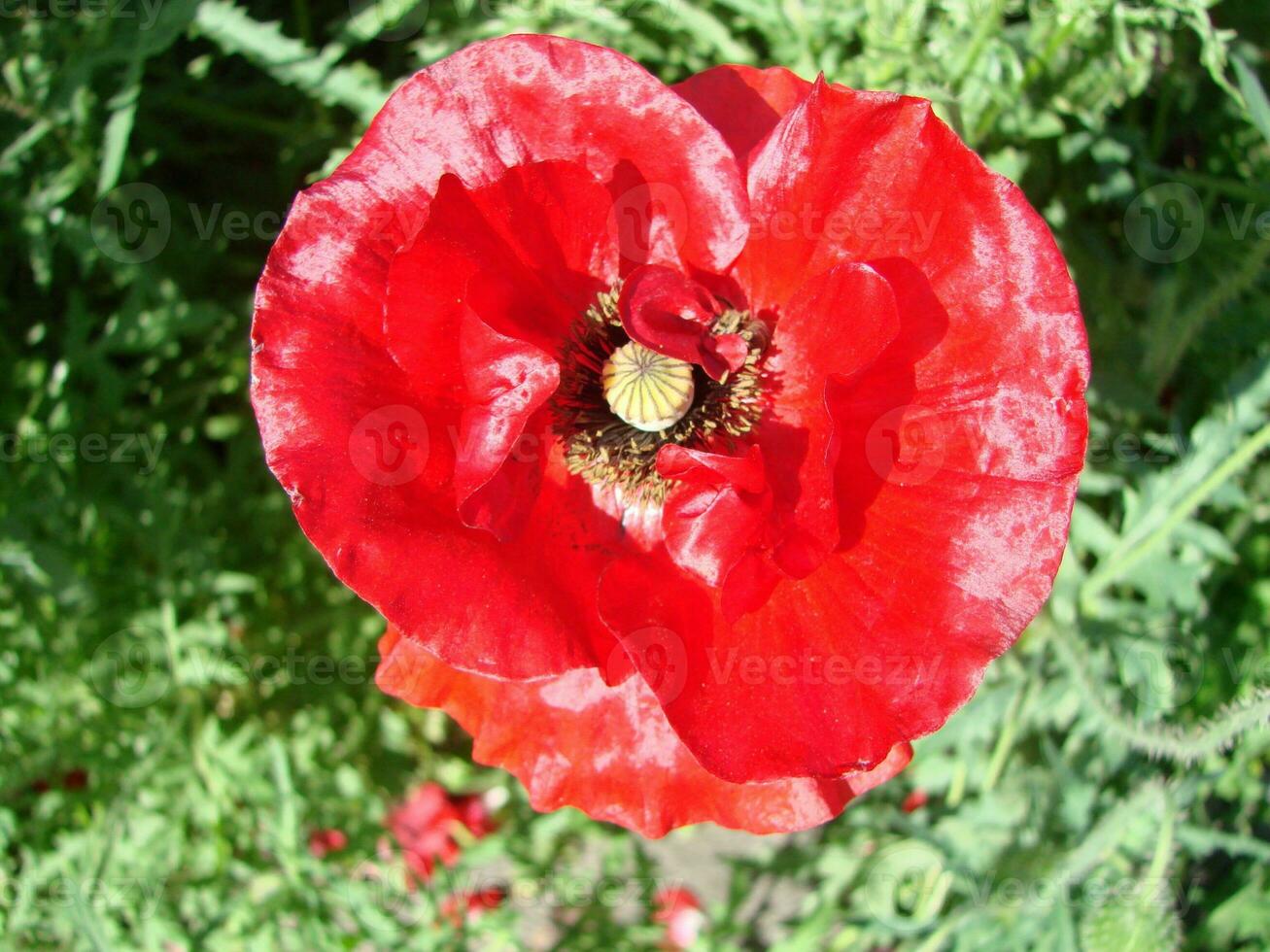 fioritura papaveri fiore giardino estate rosso. oppio, selvaggio campo foto