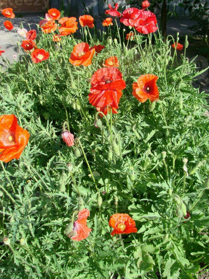 bellissimo campo rosso papaveri con selettivo messa a fuoco. morbido luce. naturale droghe. radura di rosso papaveri. solitario papavero. foto