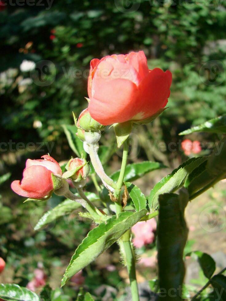 rosso rosa con gocce. gocce su il petali di rosso rosa fiori. macro foto. gocce di rugiada su il petali foto