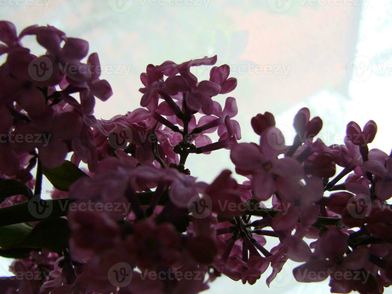 ramo di viola lilla fiori syringa volgare. foto