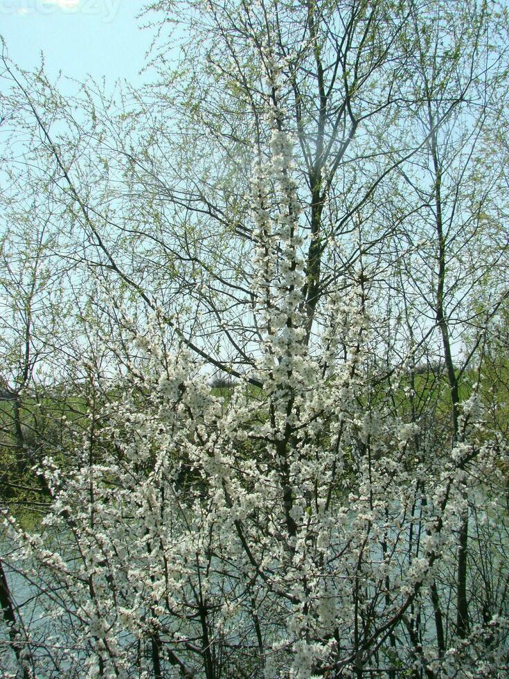 bianca fiori su un' ramo, pruno nel fiore nel presto molla, con retrò Vintage ▾ filtri. foto