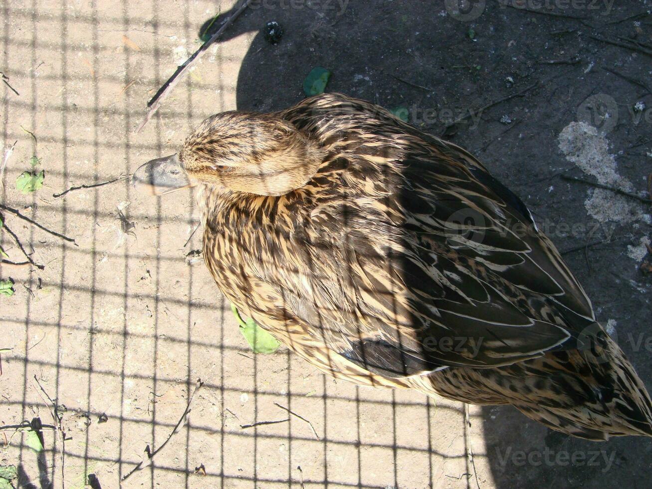 il muta anatra cairina moschata è grande anatra quale è nativo foto