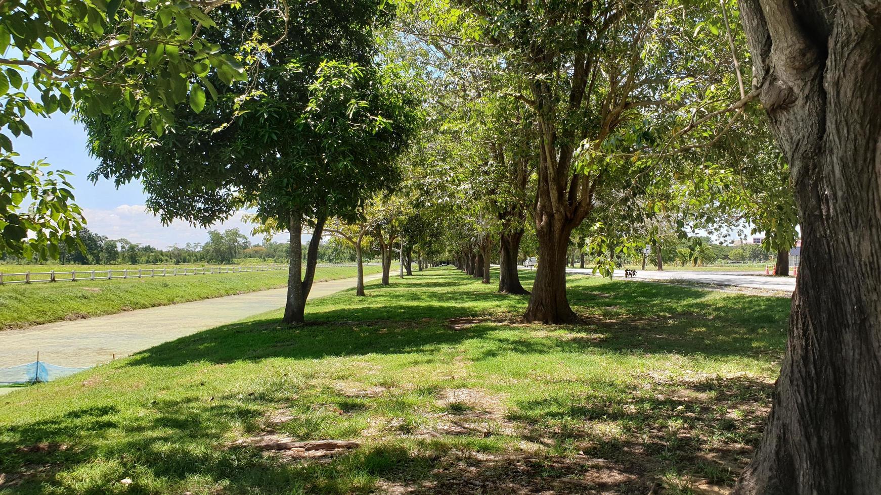 parco pubblico albero foto