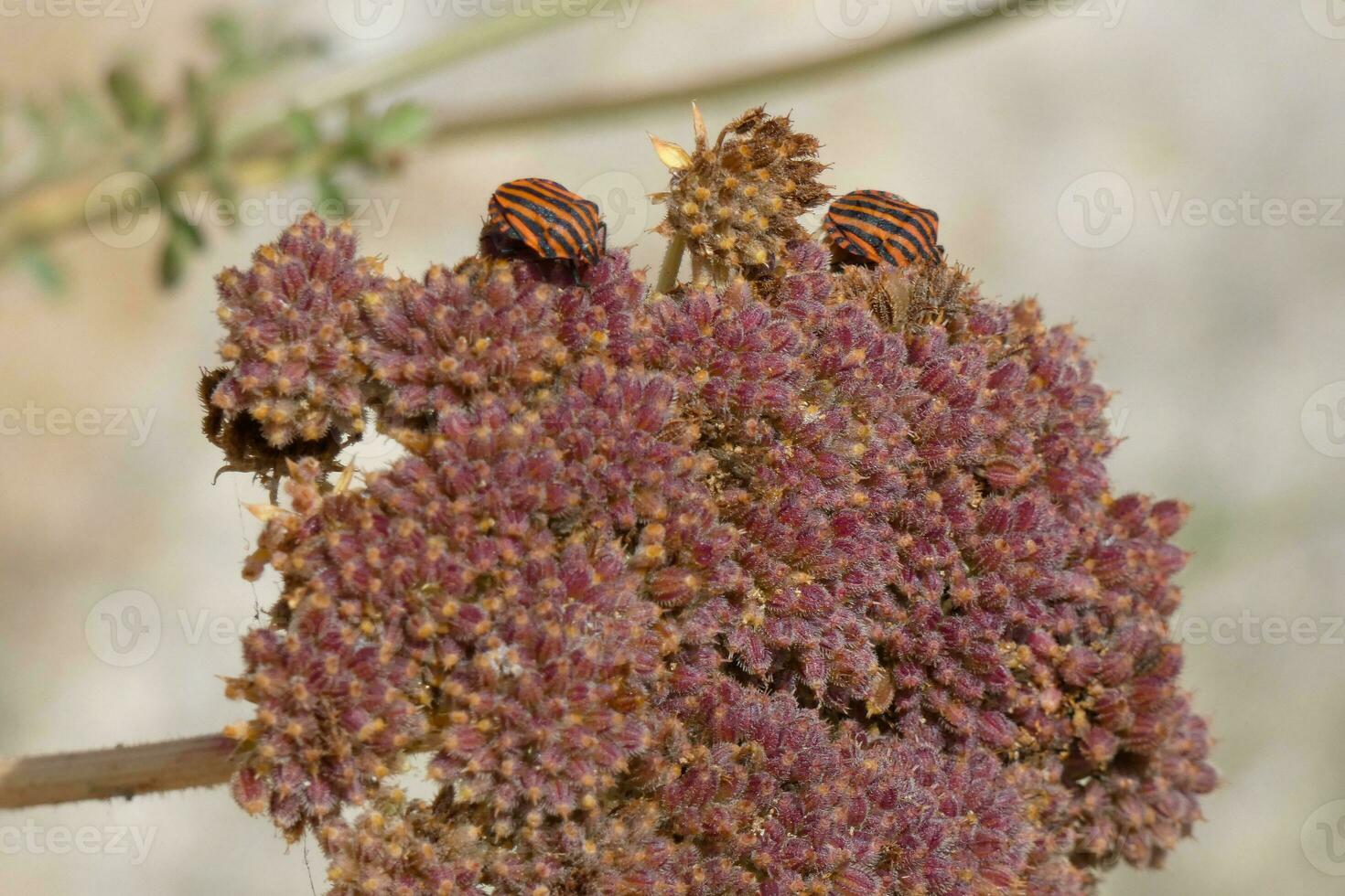 secco fiore a partire dal il mediterraneo la zona foto