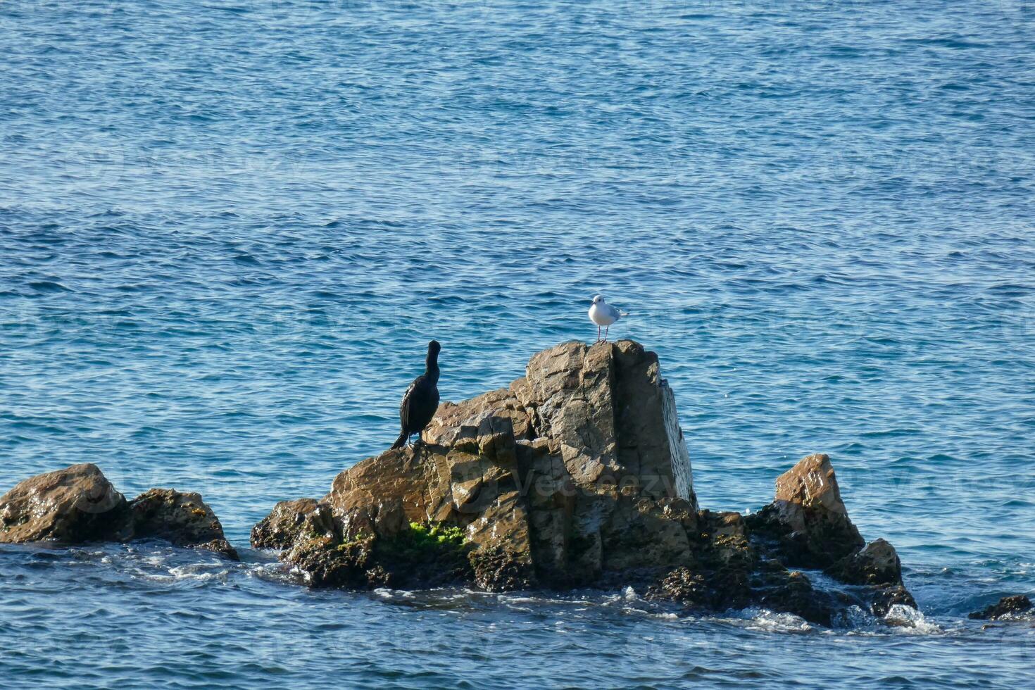 corbaran, uccelli marini su rocce vicino per il riva foto