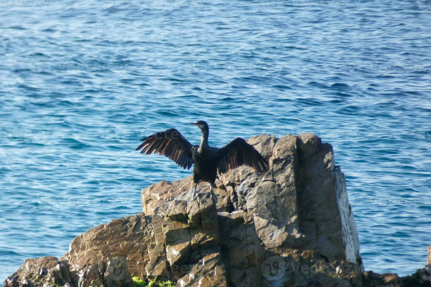 corbaran, uccelli marini su rocce vicino per il riva foto