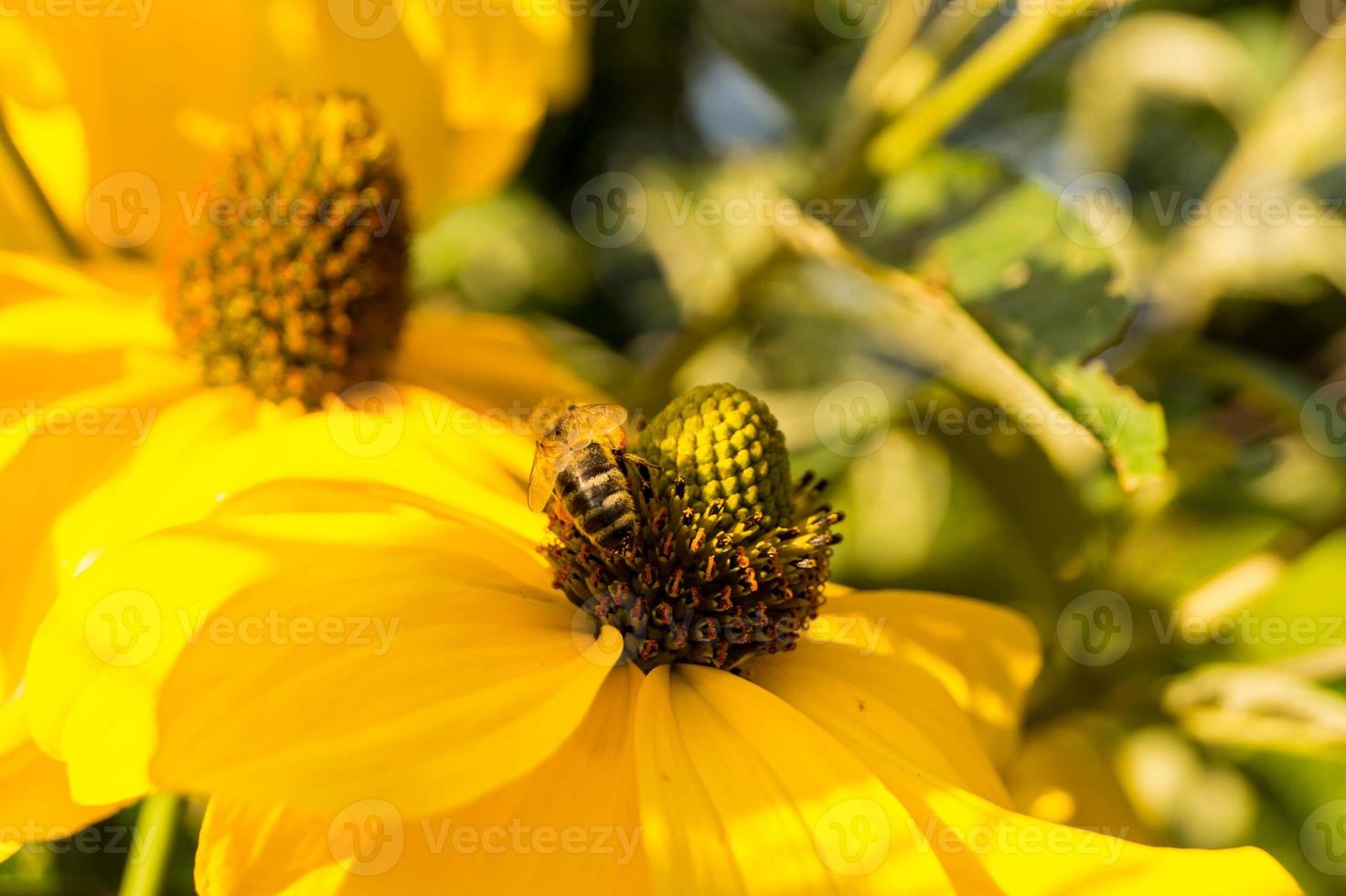 gli insetti raccolgono polline in giardino foto