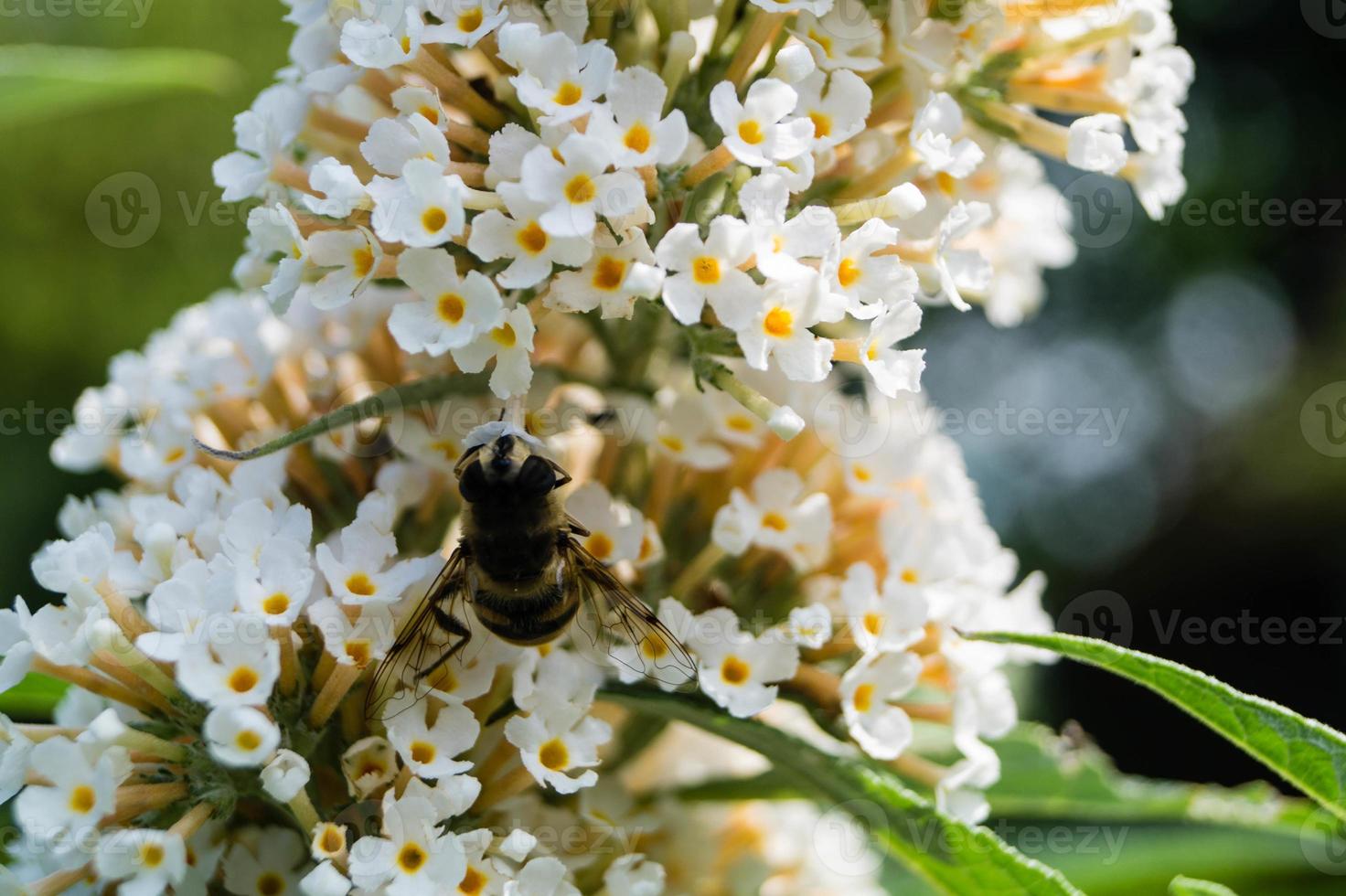 gli insetti raccolgono polline in giardino foto