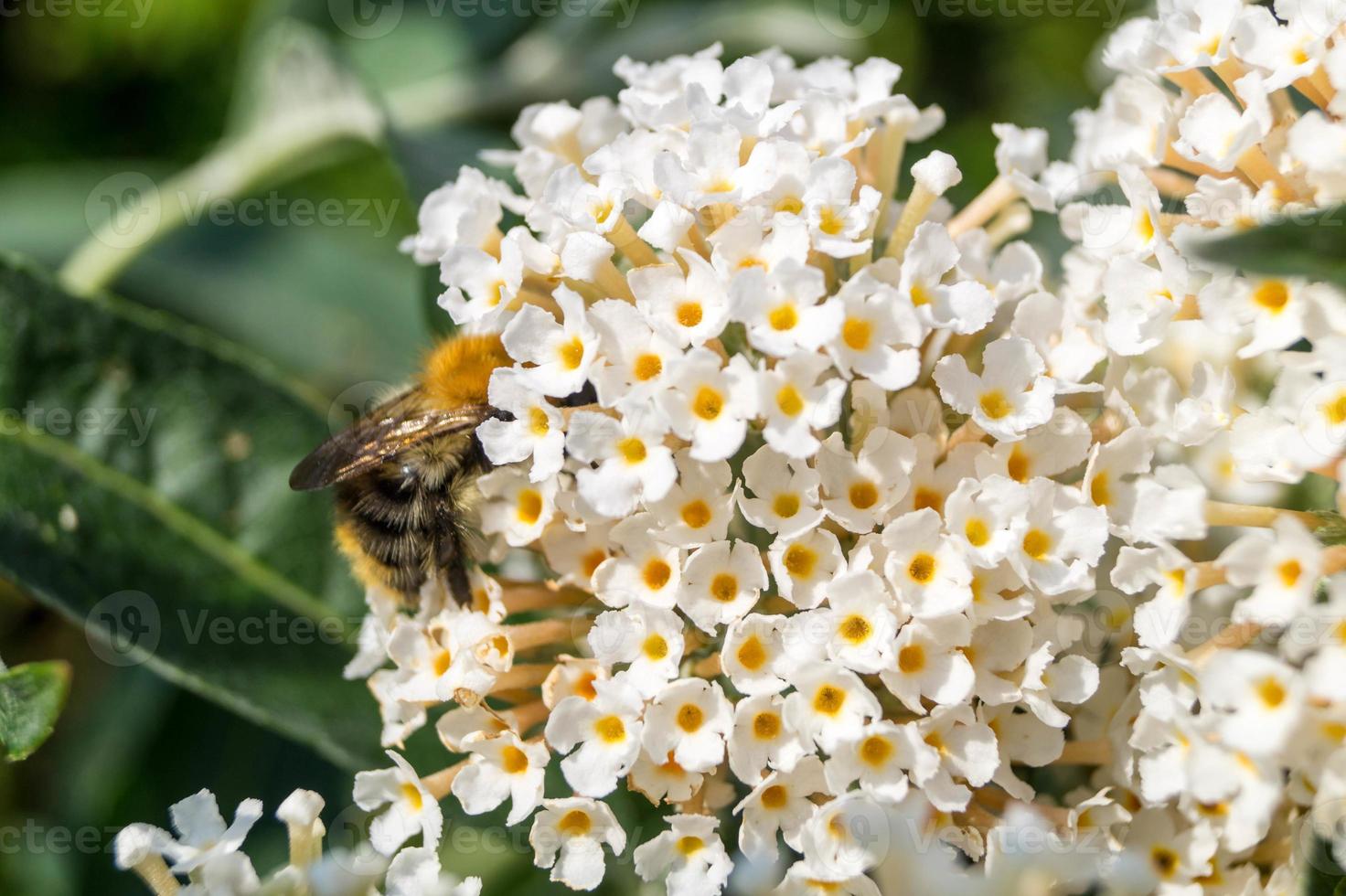 gli insetti raccolgono polline in giardino foto
