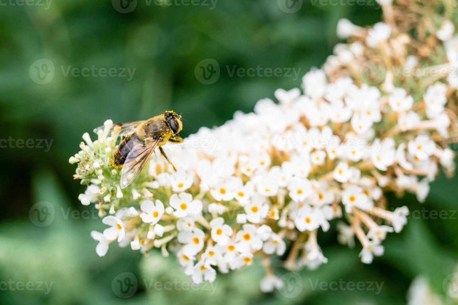 gli insetti raccolgono polline in giardino foto