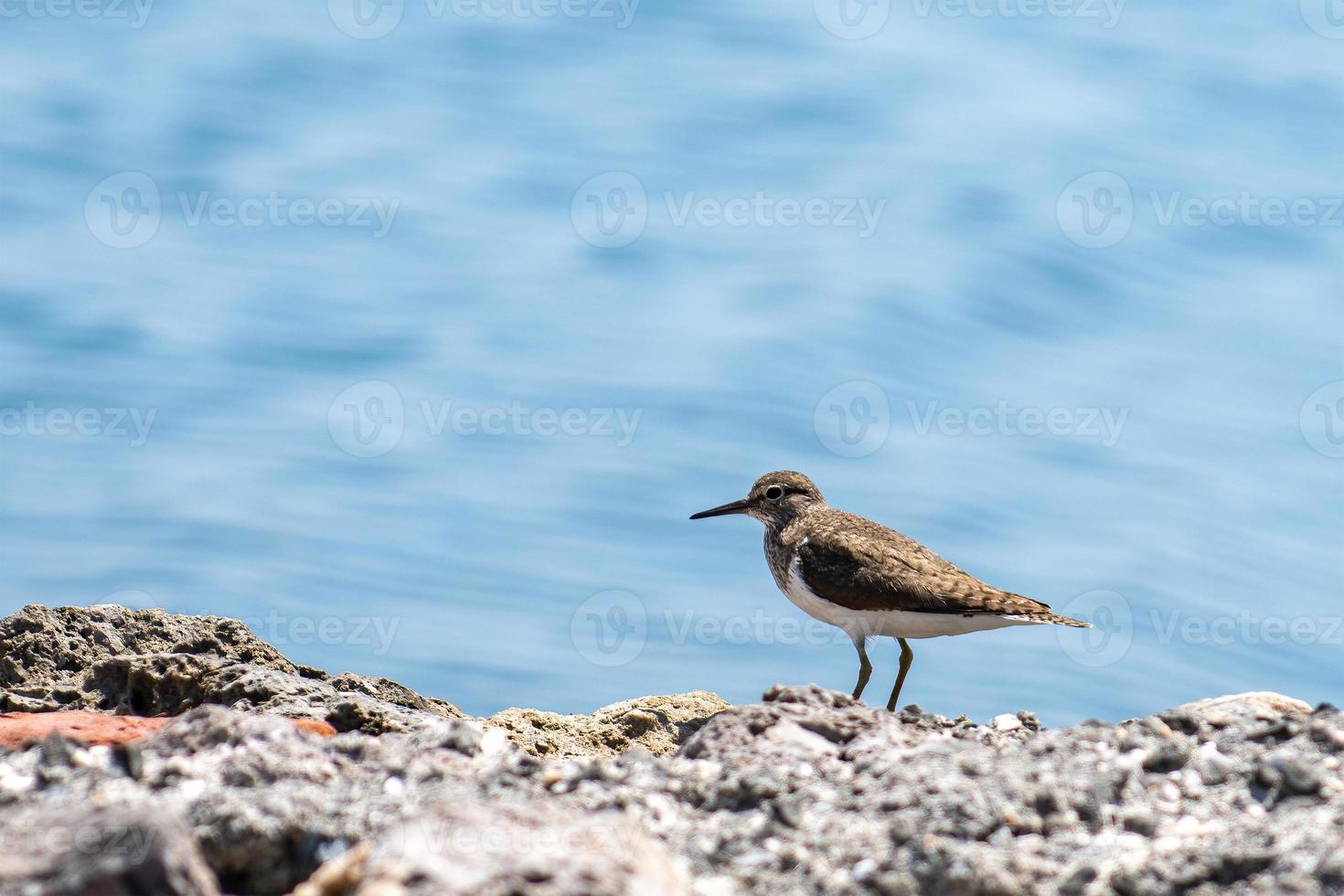 tringa ochropus uccello in riva al mare foto