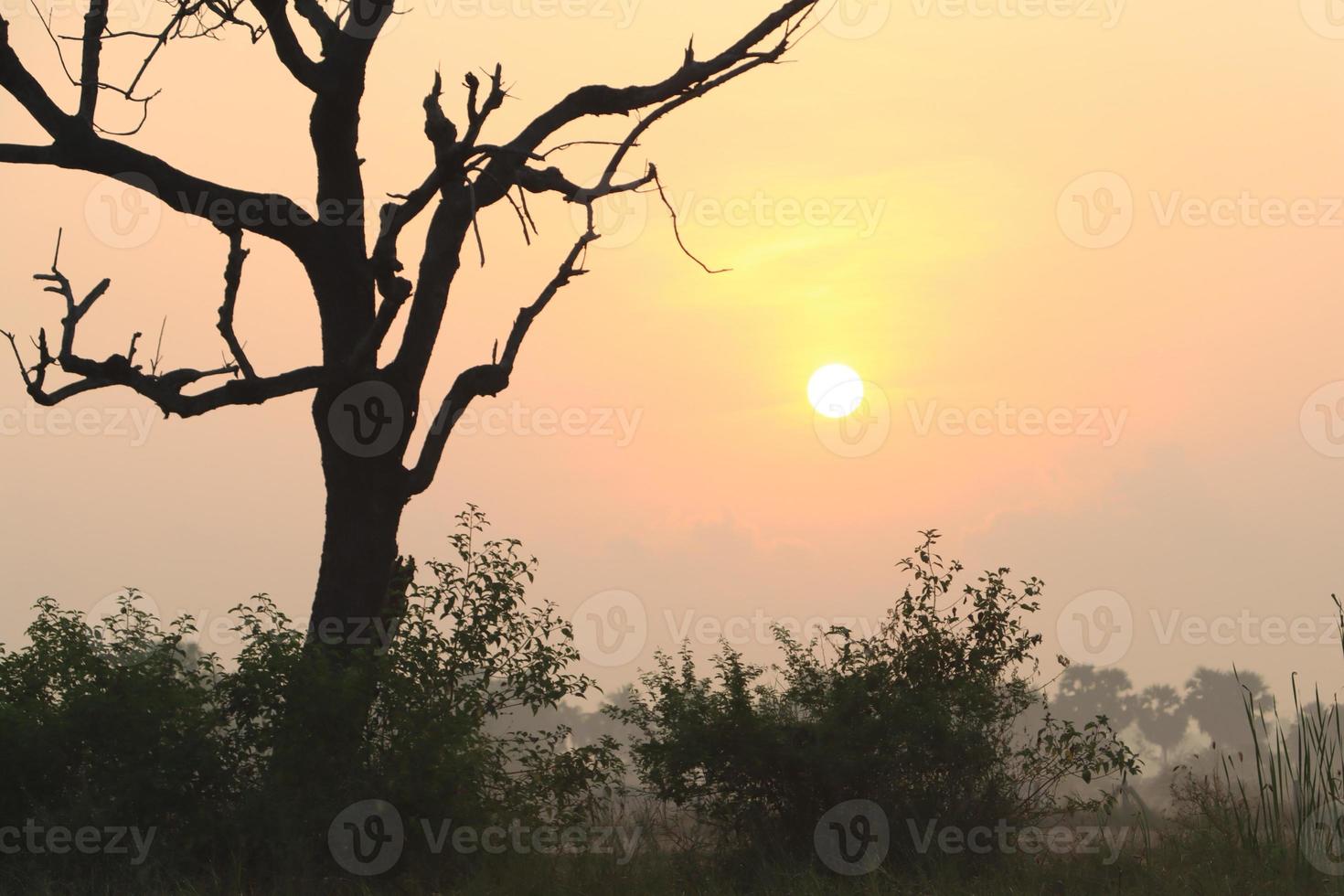 bella vista dell'alba con silhouette di alberi tamil nadu in india foto