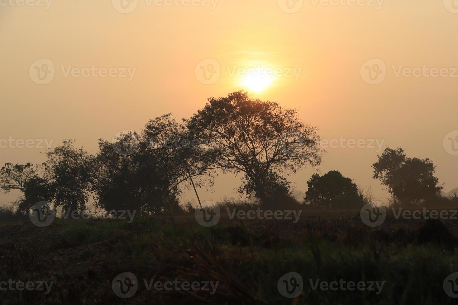 bella vista dell'alba con silhouette di alberi tamil nadu in india foto