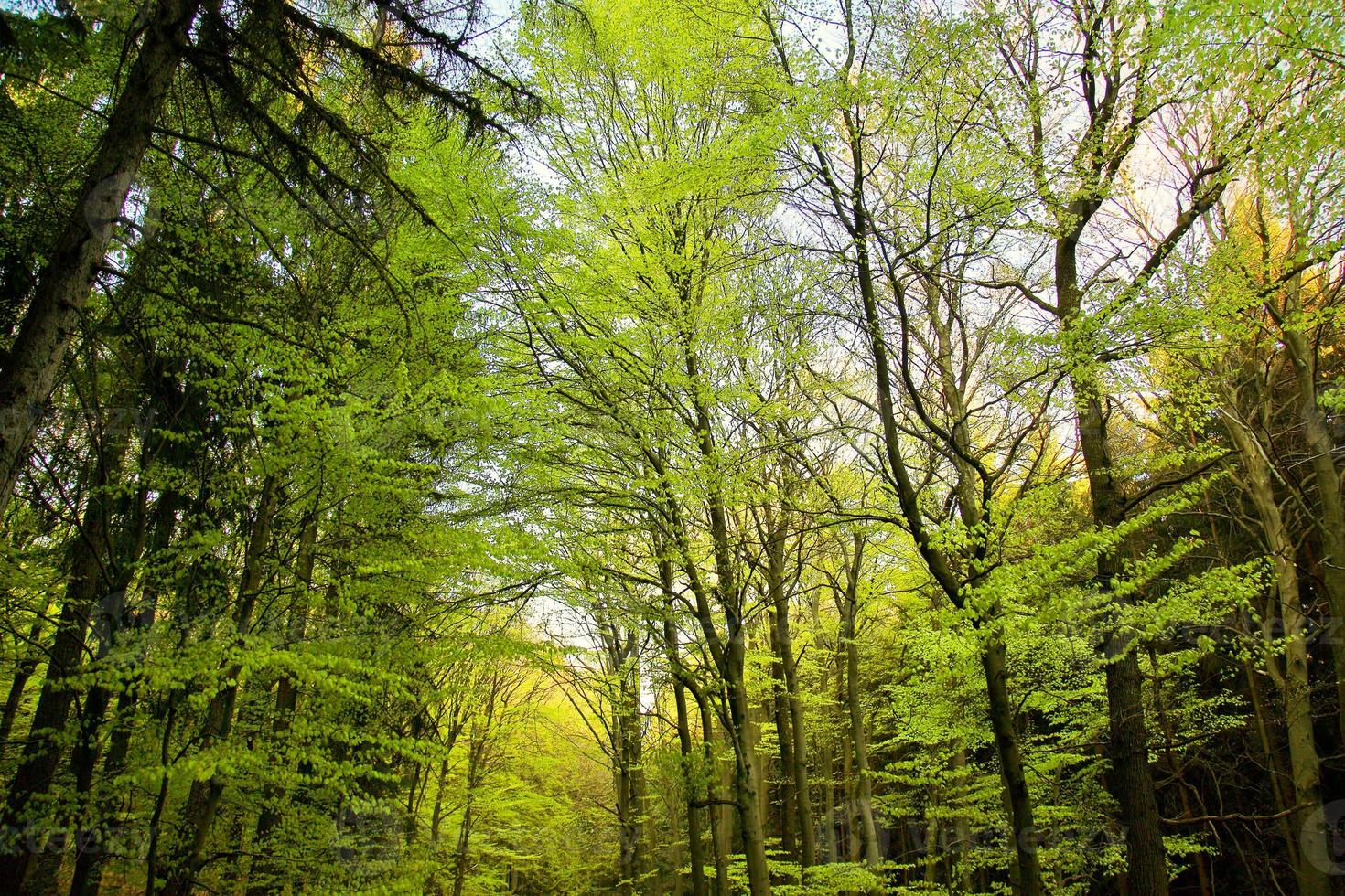 alberi in natura nel parco foto