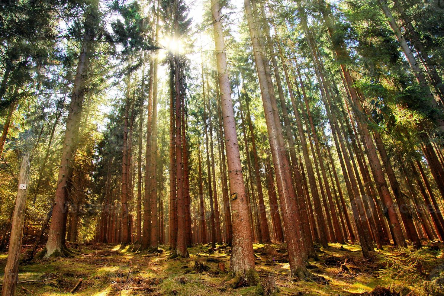 alberi in natura nel parco foto