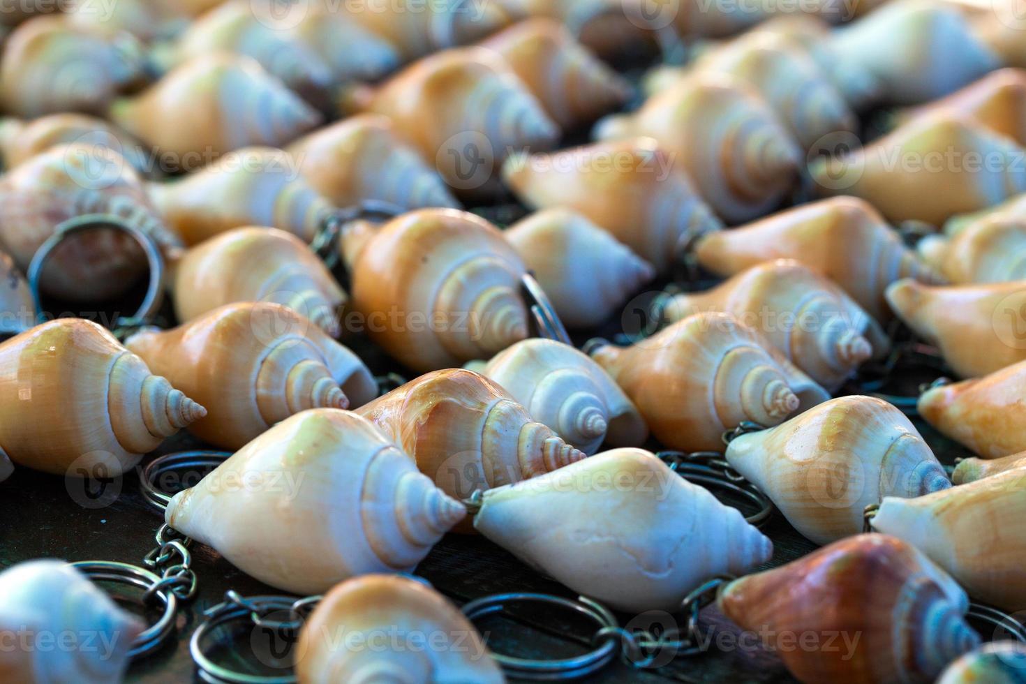 pesce essiccato animale marino e conchiglia foto