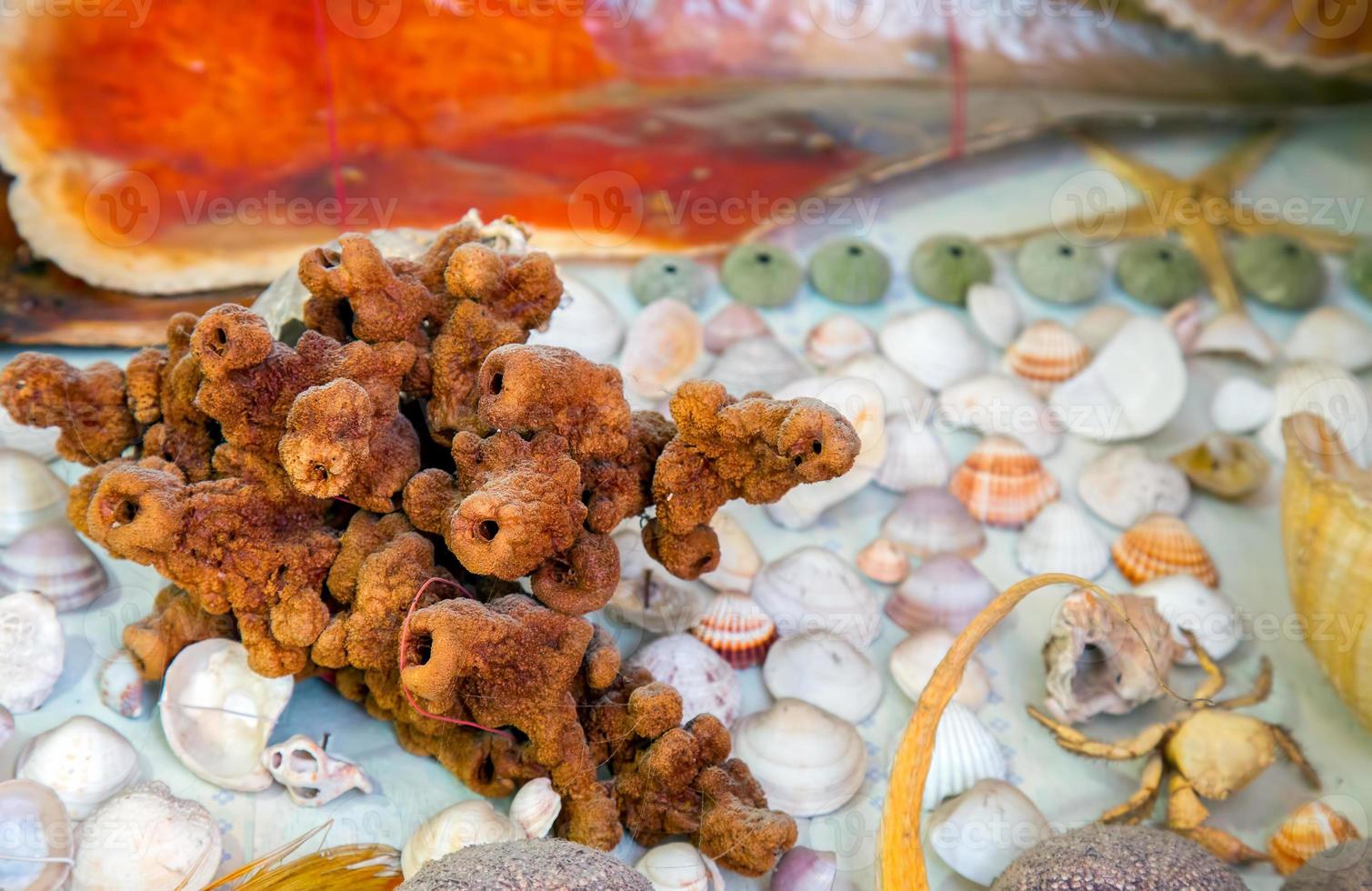 pesce essiccato animale marino e conchiglia foto