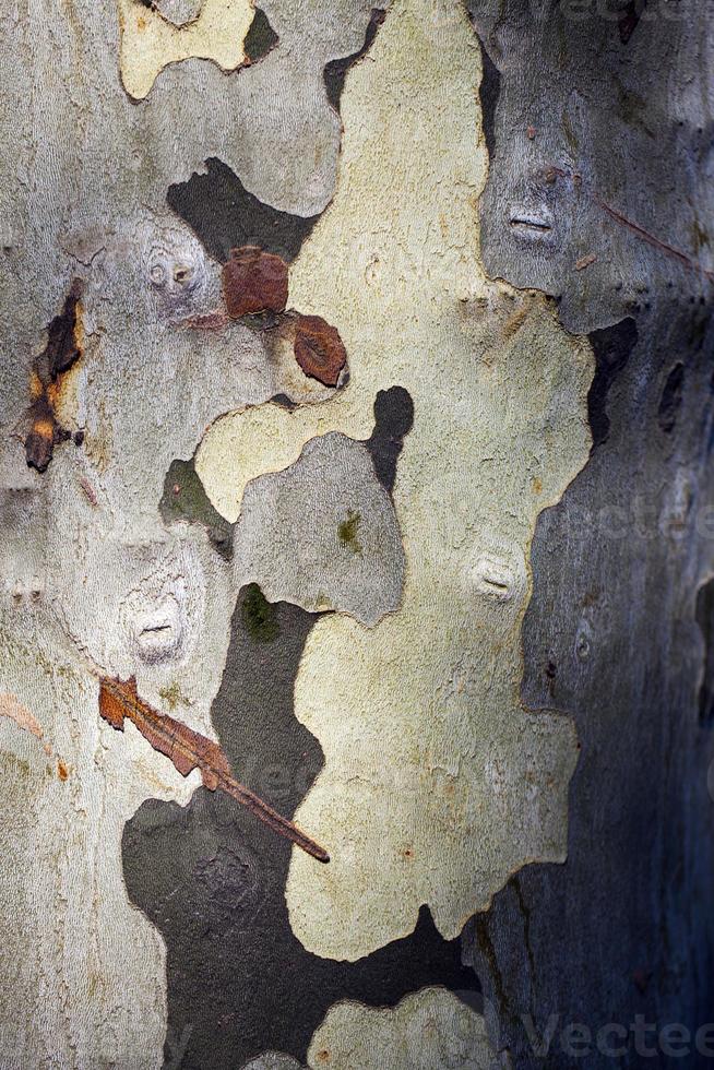 tronco di corteccia di albero naturale foto