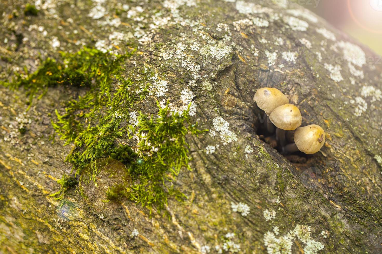 fungo naturale fungo nella natura verde foto