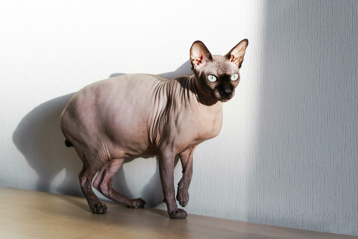 un' Calvo gatto di il canadese sphynx razza. foto