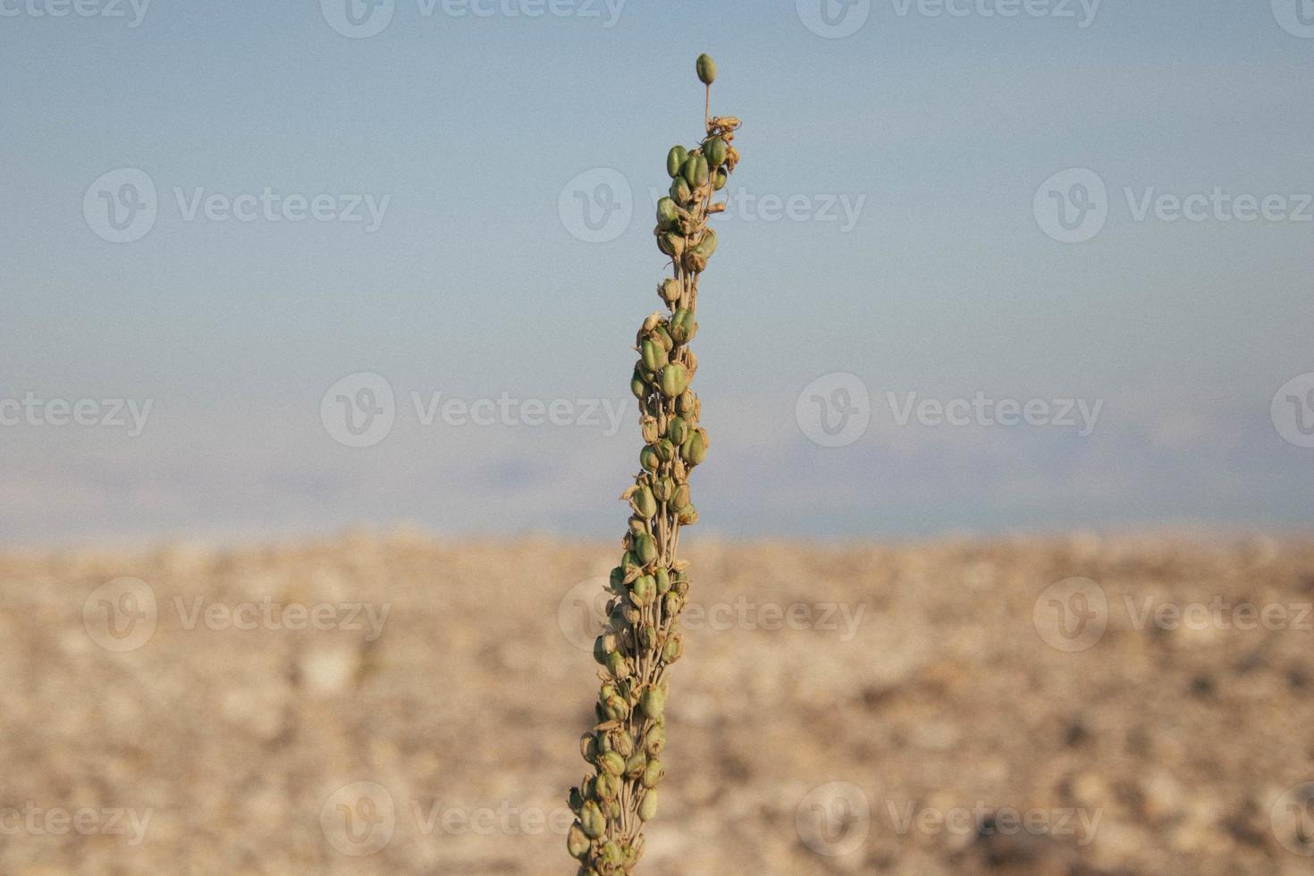 vista del deserto del deserto della Giudea, israele foto