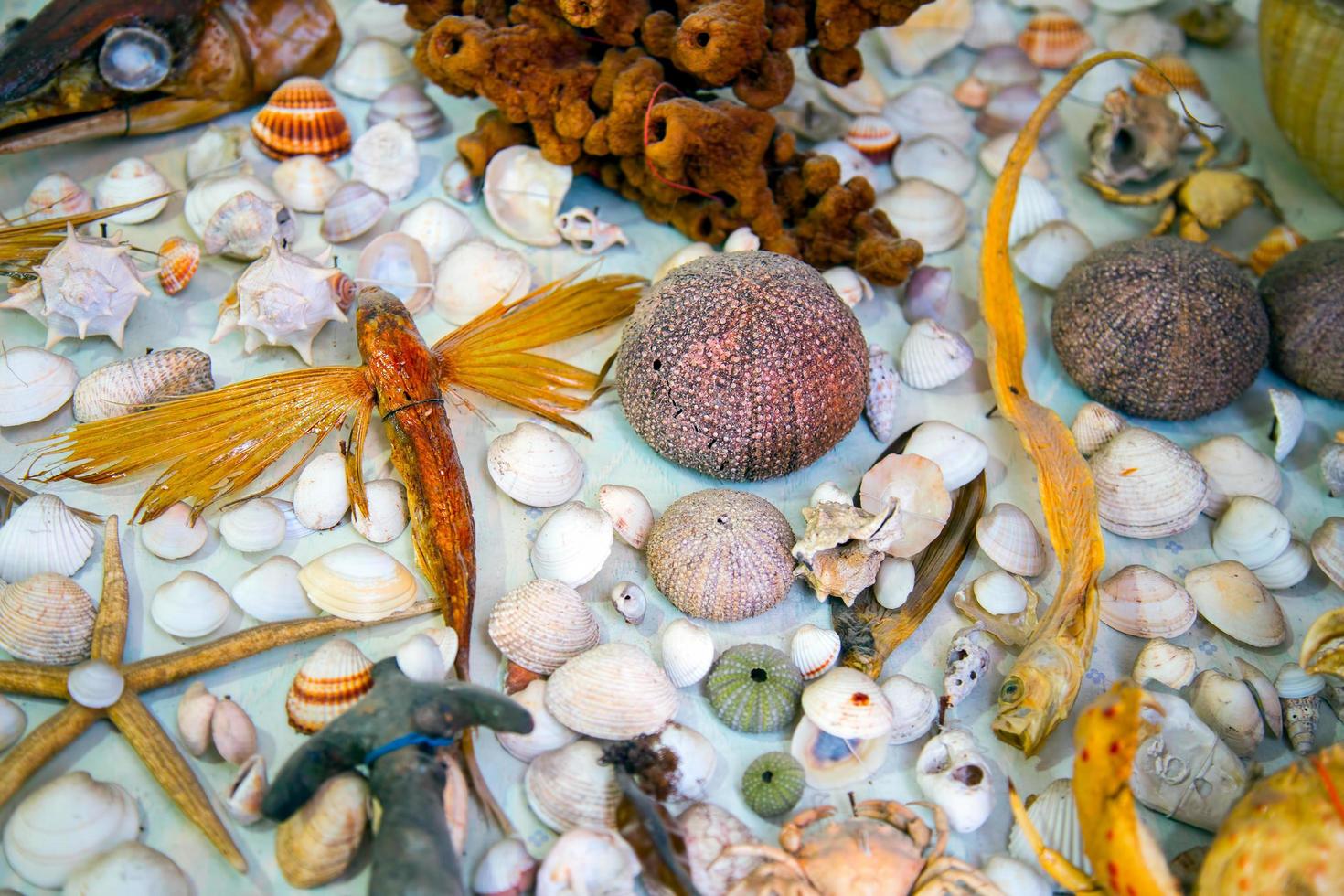 pesce essiccato animale marino e conchiglia foto