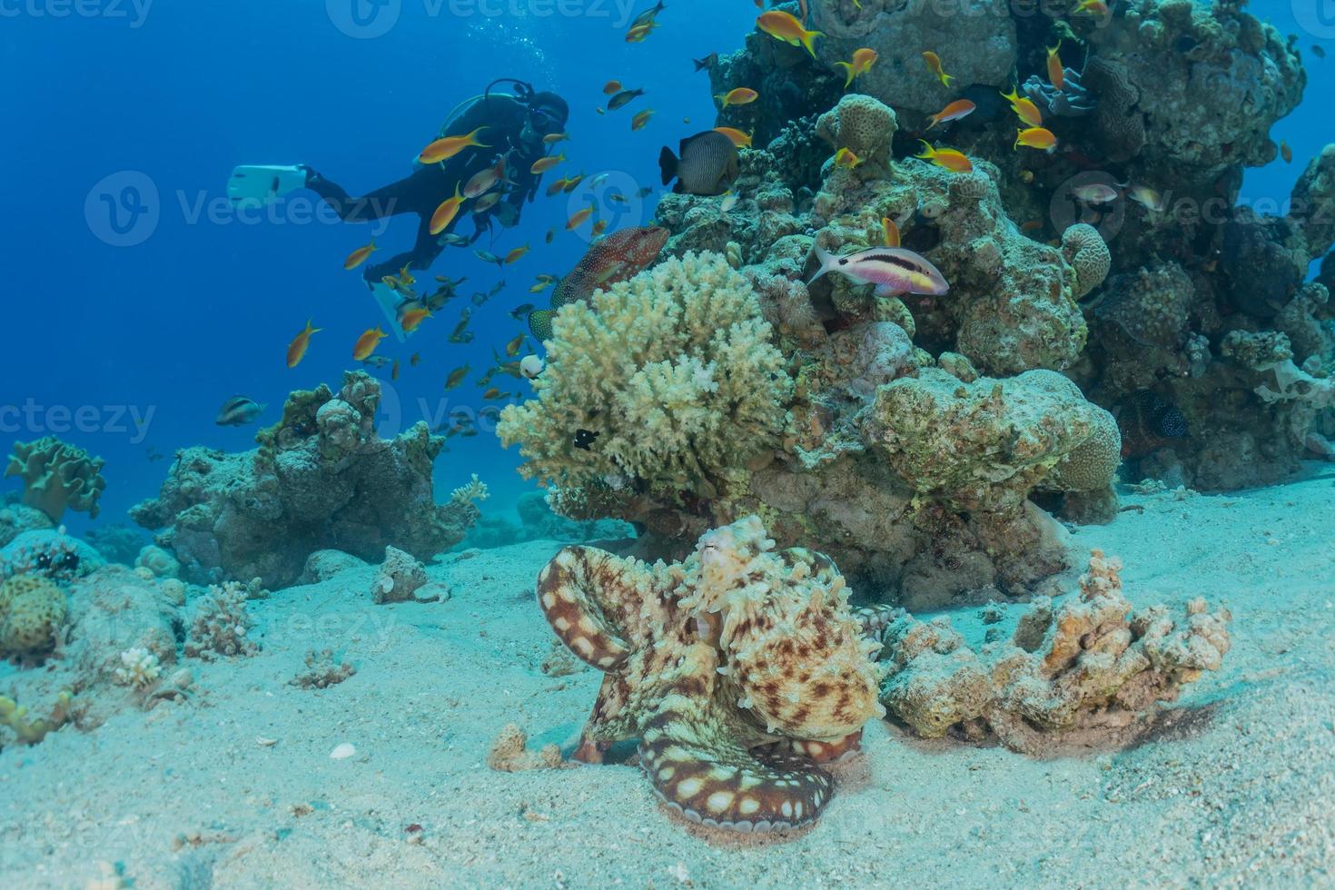 polpo re del camuffamento nel mar rosso, eilat israele foto