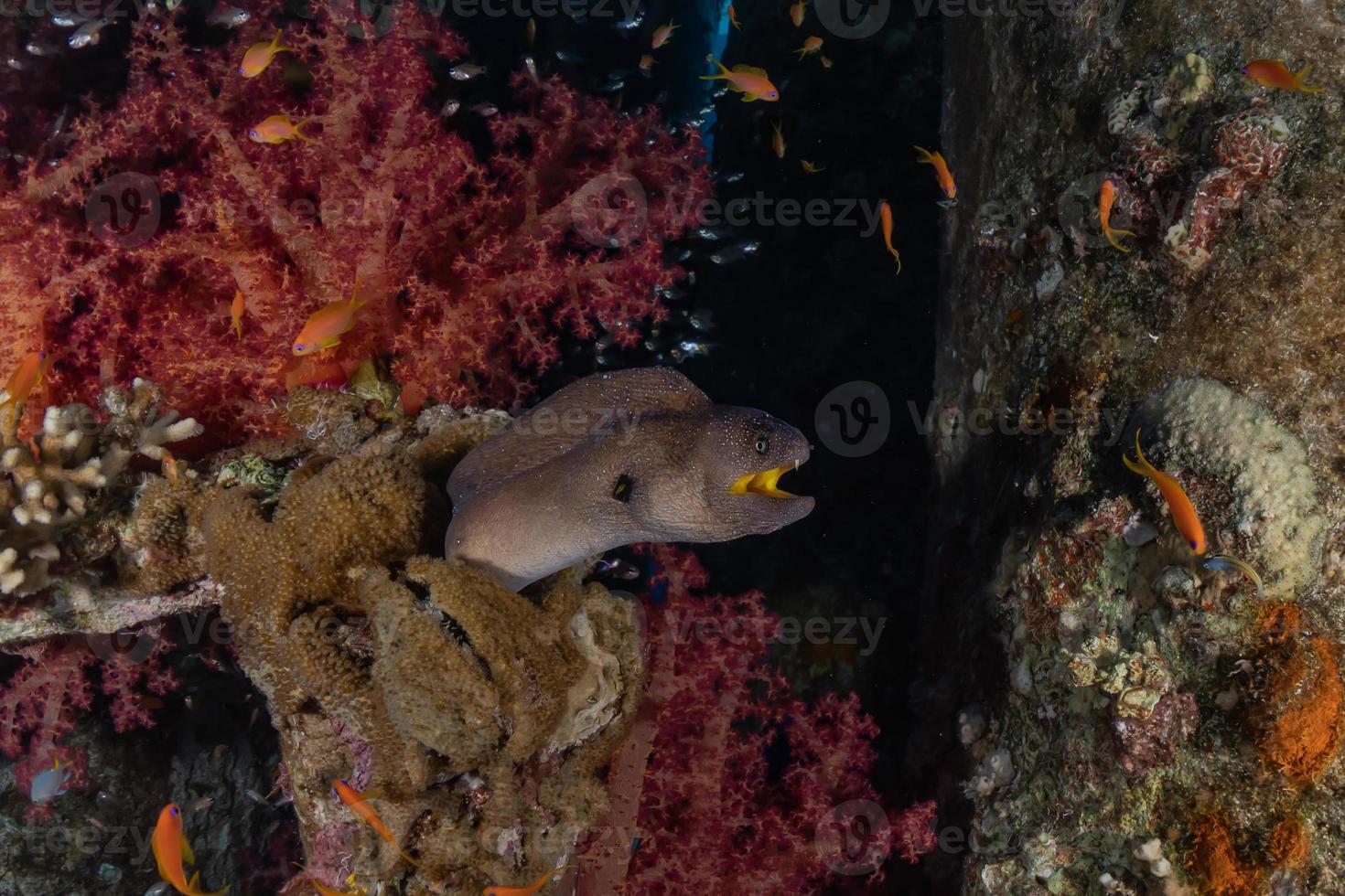 murena mooray lycodontis undulatus nel mar rosso, eilat israele foto