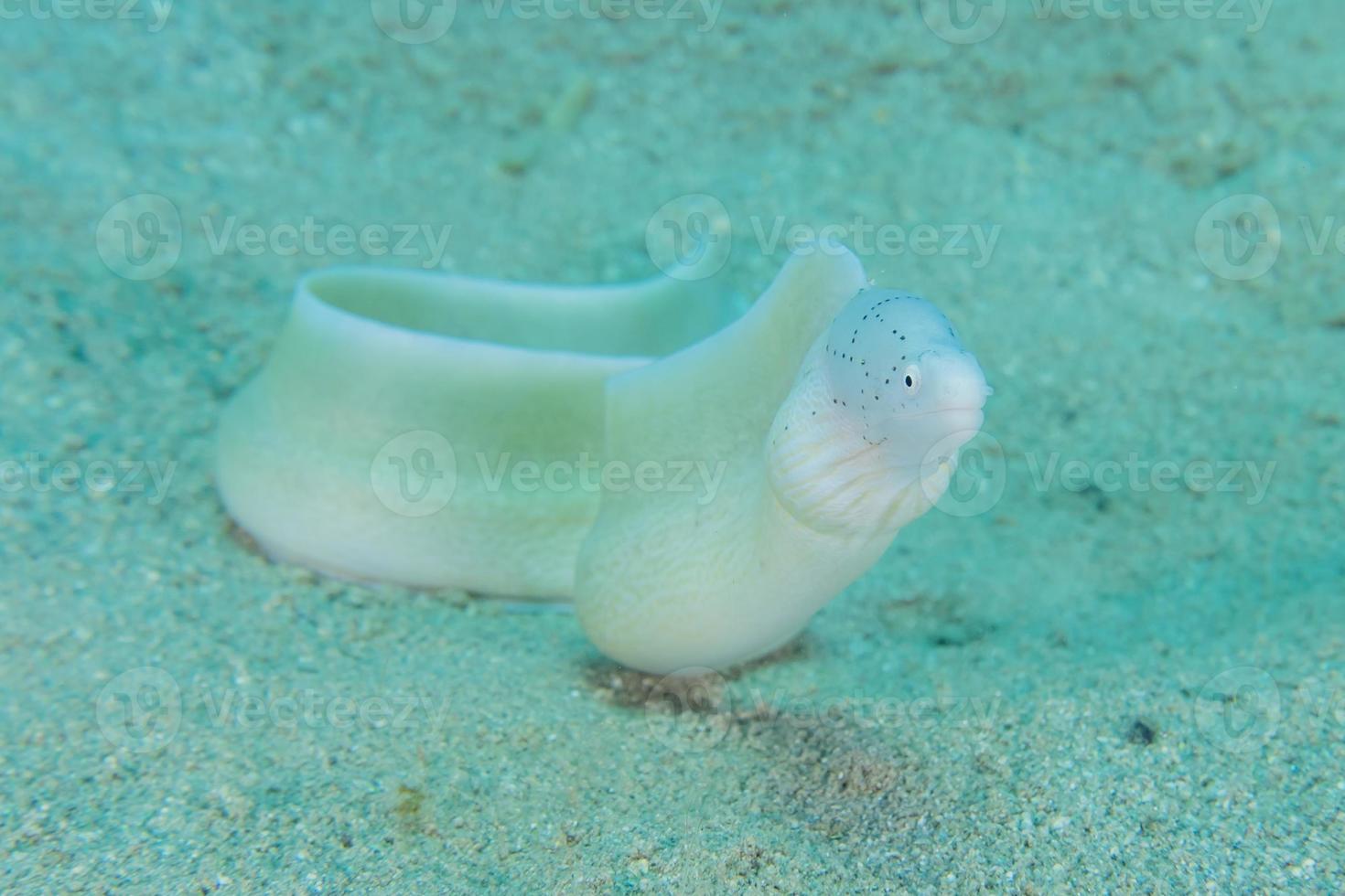 murena mooray lycodontis undulatus nel mar rosso, eilat israele foto