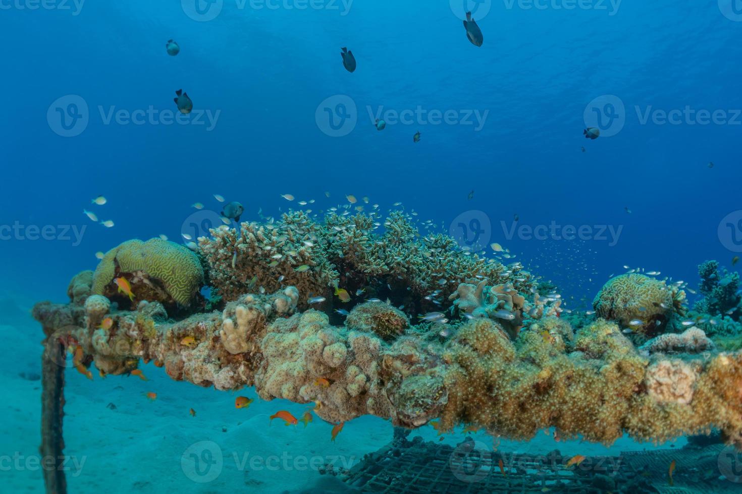 barriera corallina e piante acquatiche nel mar rosso, eilat israele foto