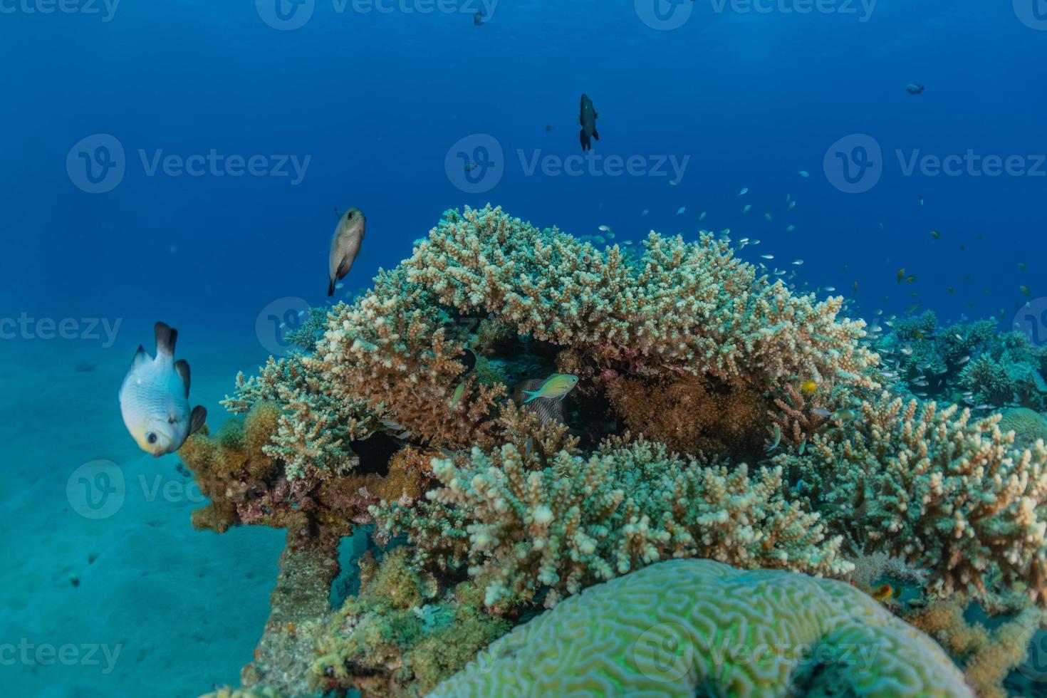 barriera corallina e piante acquatiche nel mar rosso, eilat israele foto