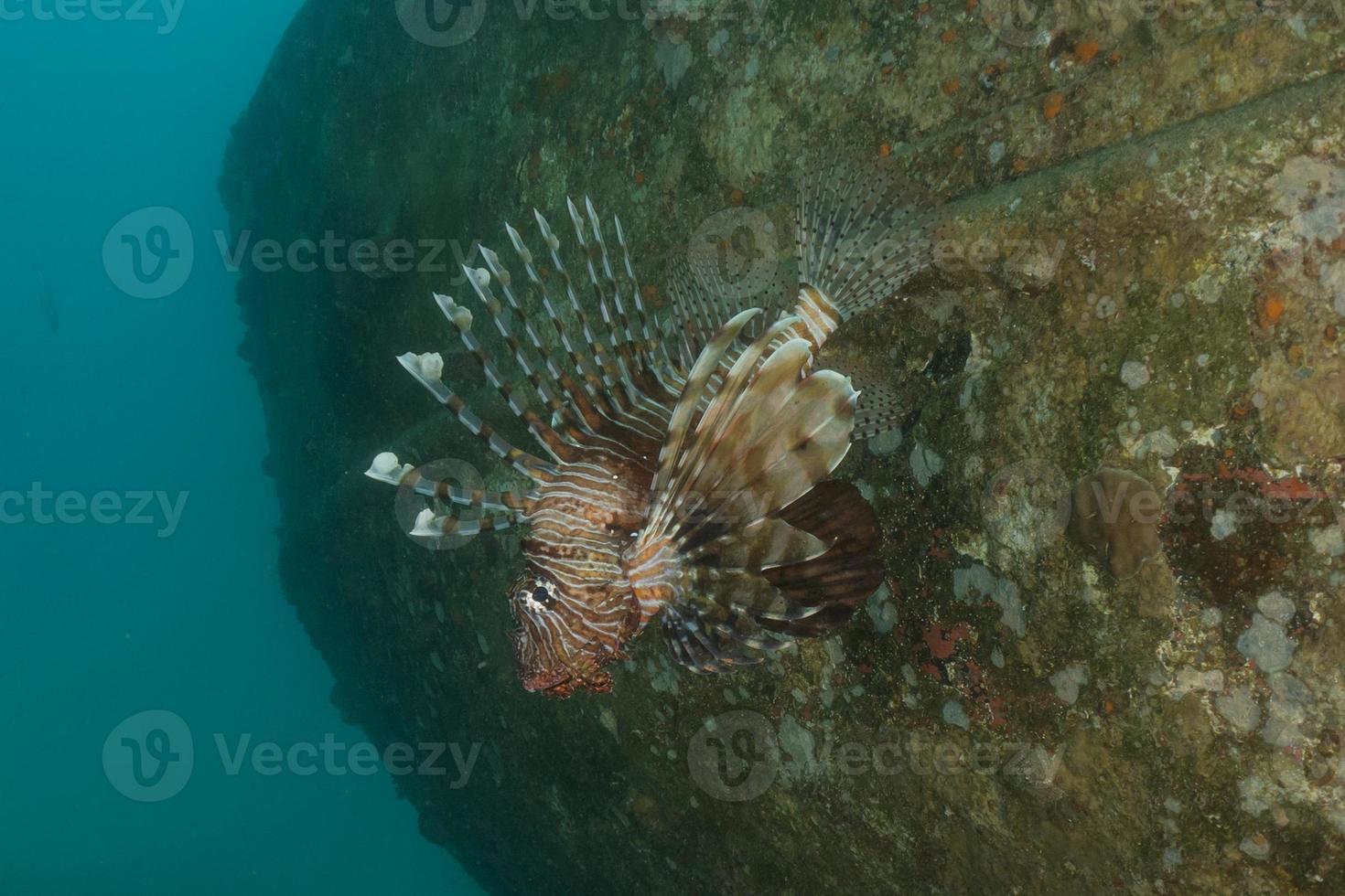 pesce leone nel mar rosso pesce colorato, eilat israele foto